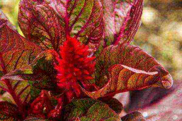 celosia paniculate planting and care in the open field