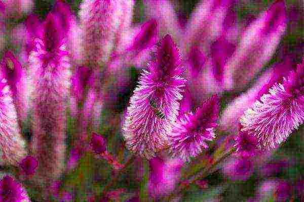 celosia pansamantalang pagtatanim at pangangalaga sa bukas na bukid