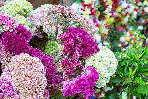 celosia pansamantalang pagtatanim at pangangalaga sa bukas na bukid