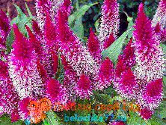 celosia paniculate planting and care in the open field