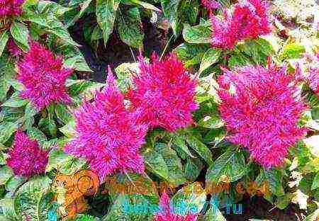 celosia paniculate planting and care in the open field