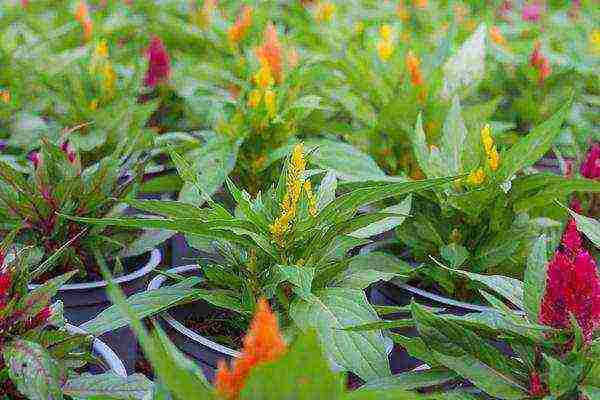 celosia paniculate planting and care in the open field