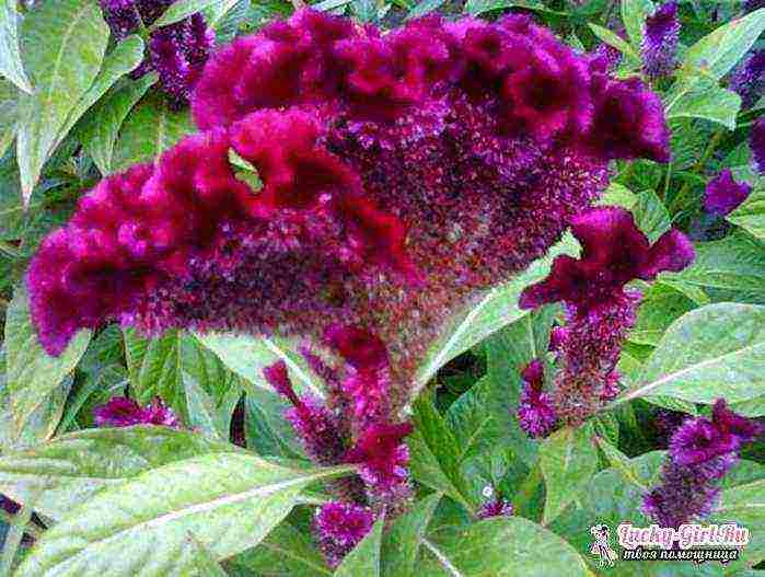 celosia pansamantalang pagtatanim at pangangalaga sa bukas na bukid