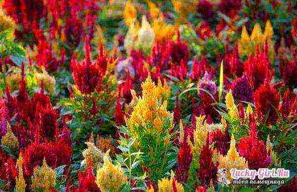 celosia paniculate planting and care in the open field