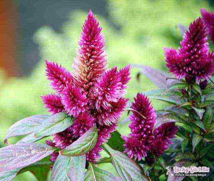 celosia paniculate planting and care in the open field