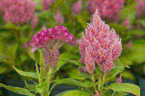 celosia pansamantalang pagtatanim at pangangalaga sa bukas na bukid