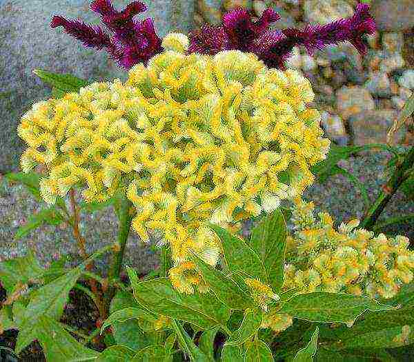 celosia paniculate planting and care in the open field