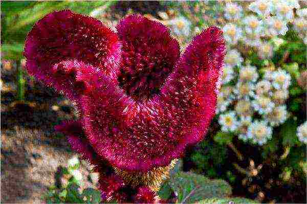 celosia paniculate planting and care in the open field