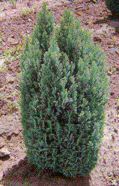 chamaecyparis lawsoniana snow white planting and care outdoors