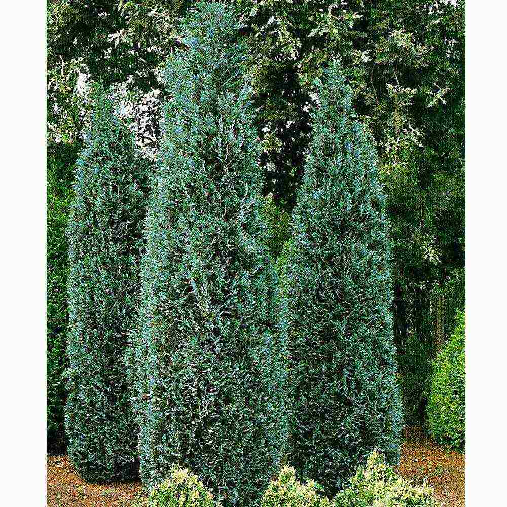 chamaecyparis lawsoniana سنو وايت زراعة ورعاية في الحقول المفتوحة