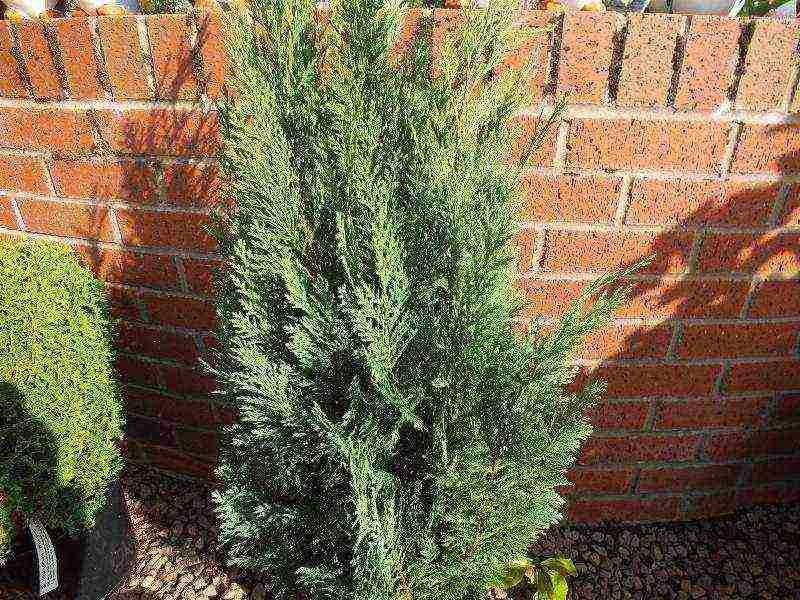 chamaecyparis lawsoniana snow white planting and care in the open field