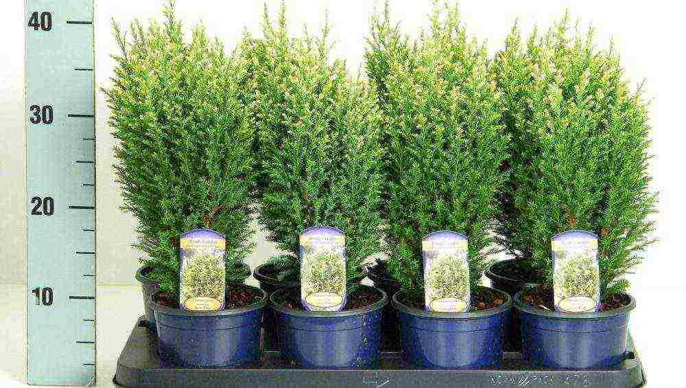 chamaecyparis lawsoniana snow white planting and care in the open field