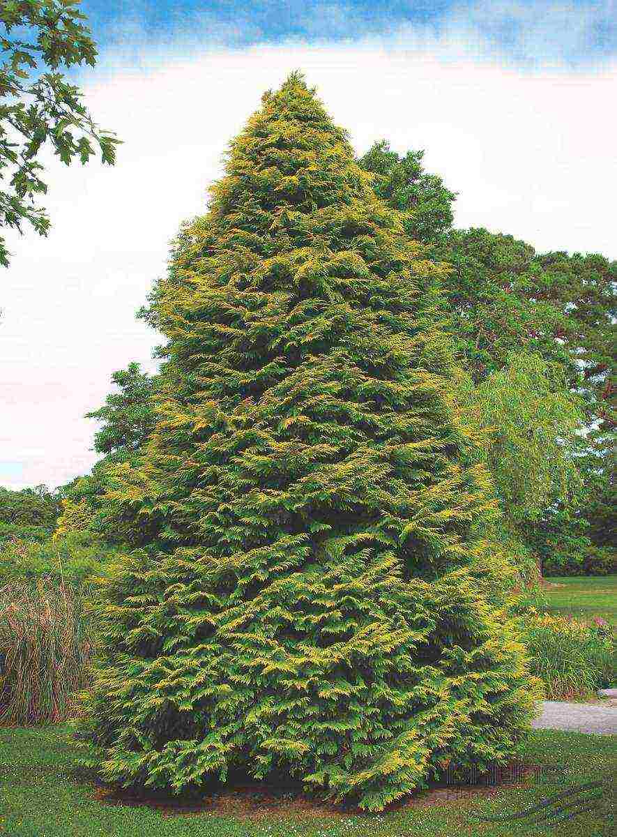 chamaecyparis lawsoniana snow white planting and care outdoors