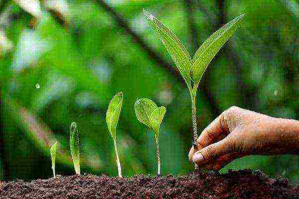 wild garlic planting and care in the open field in the Urals