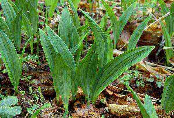 wild garlic planting and care in the open field in the Urals