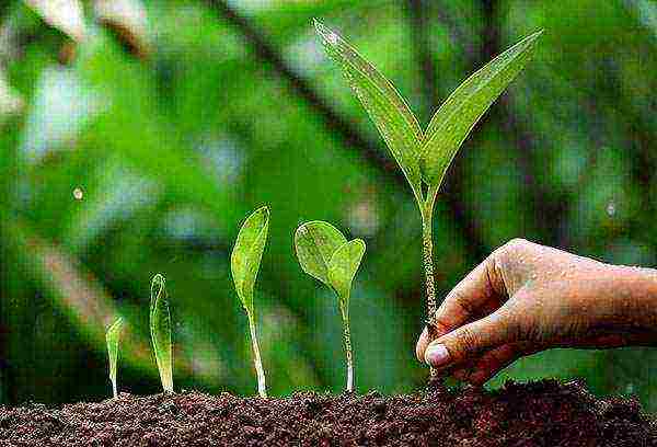 wild garlic planting and care in the open field in the Urals