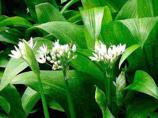 wild garlic planting and care in the open field in the Urals