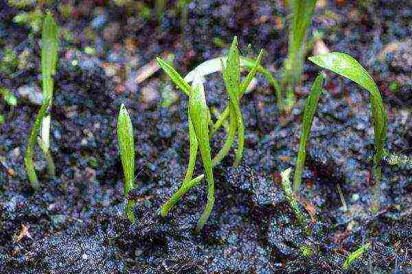 wild garlic planting and care in the open field in the Urals