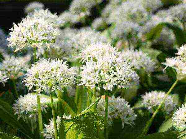 wild garlic planting and care in the open field in the Urals