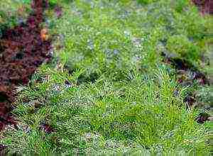 how long does dill rise after planting in open ground