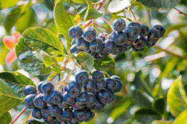 chokeberry planting and care in the open field in siberia