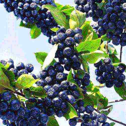 chokeberry planting and care in the open field in siberia