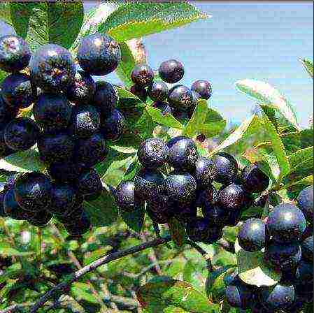 chokeberry planting and care in the open field in siberia