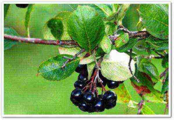 pagtatanim ng chokeberry at pangangalaga sa bukas na bukid sa siberia