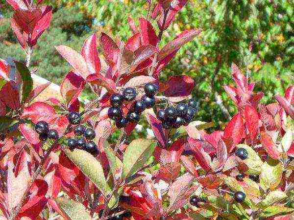 chokeberry planting and care in the open field in siberia