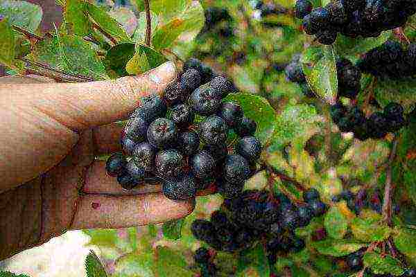 chokeberry planting and care in the open field in siberia