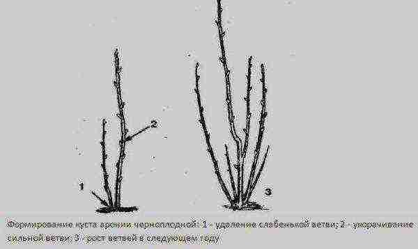 chokeberry planting and care in the open field in siberia