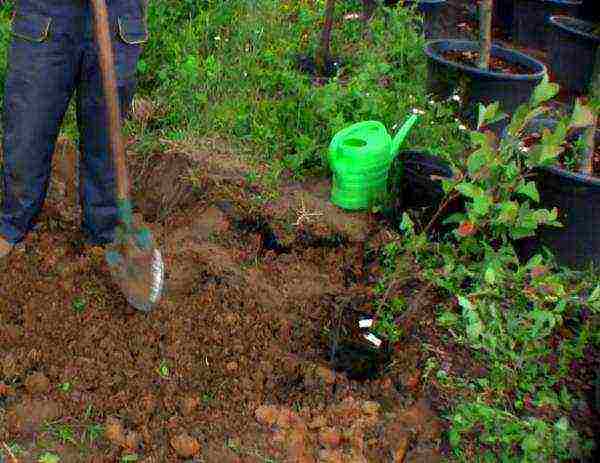 chokeberry planting and care in the open field in siberia