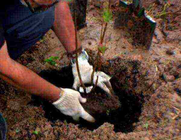 pagtatanim ng chokeberry at pangangalaga sa bukas na bukid sa siberia