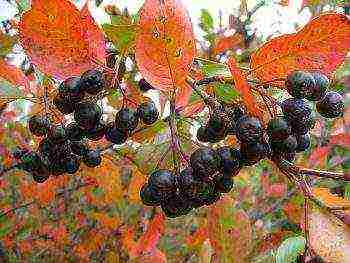 chokeberry planting and care in the open field in siberia