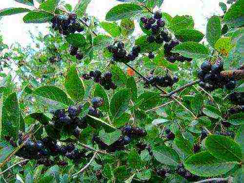 chokeberry planting and care in the open field in siberia