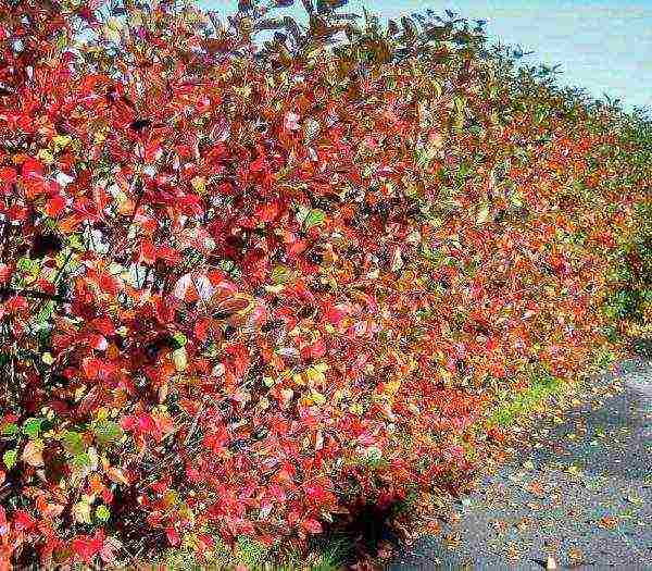 pagtatanim ng chokeberry at pangangalaga sa bukas na bukid sa siberia