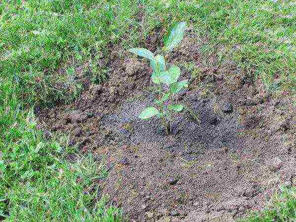 pagtatanim ng chokeberry at pangangalaga sa bukas na bukid sa siberia