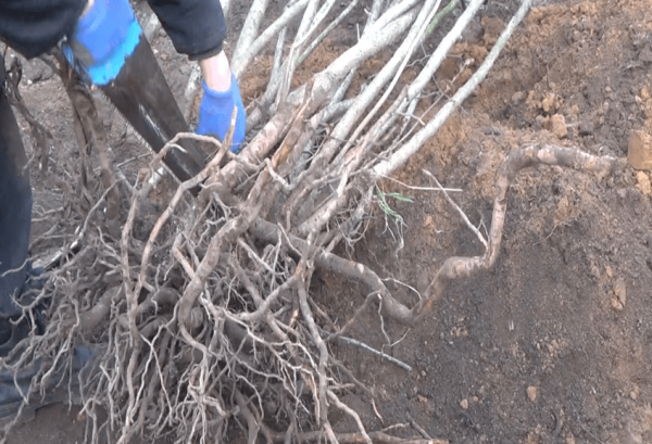 chokeberry planting and care in the open field in siberia