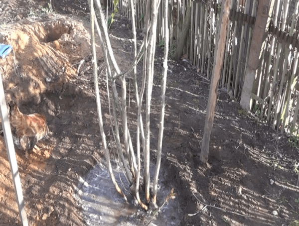 chokeberry planting and care in the open field in siberia