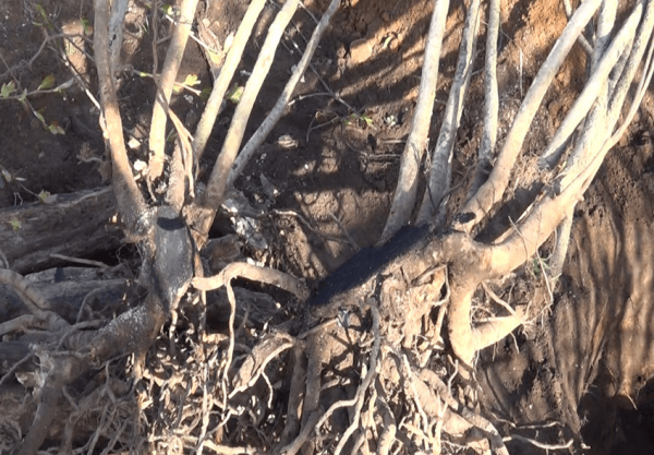 chokeberry planting and care in the open field in siberia