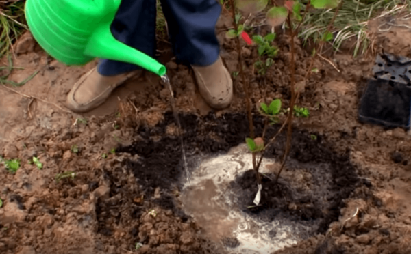 زراعة chokeberry والرعاية في الحقول المفتوحة في سيبيريا