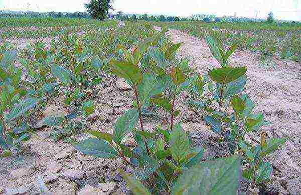 pagtatanim ng chokeberry at pangangalaga sa bukas na bukid sa siberia