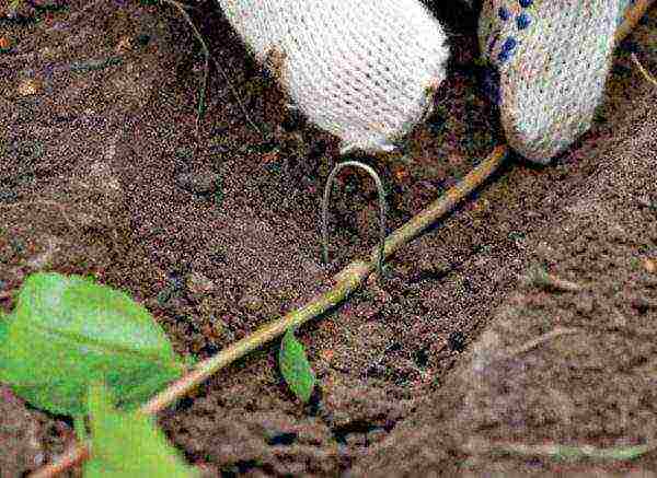 chokeberry planting and care in the open field in siberia