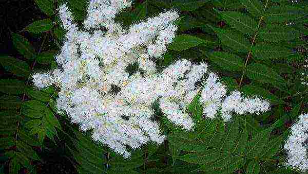 chokeberry planting and care in the open field in siberia