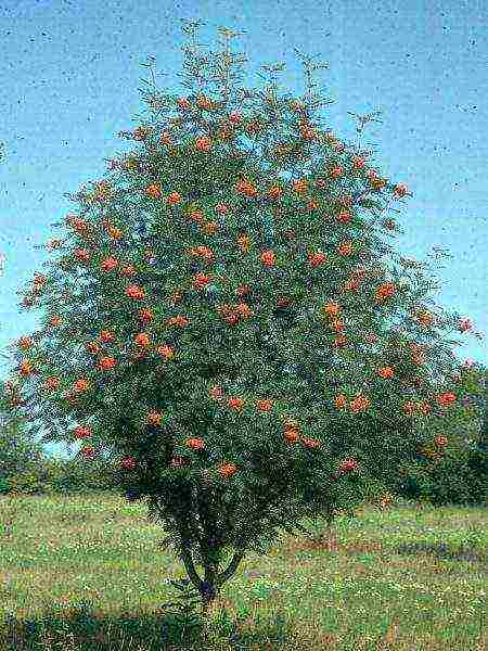 زراعة chokeberry والرعاية في الحقول المفتوحة في سيبيريا