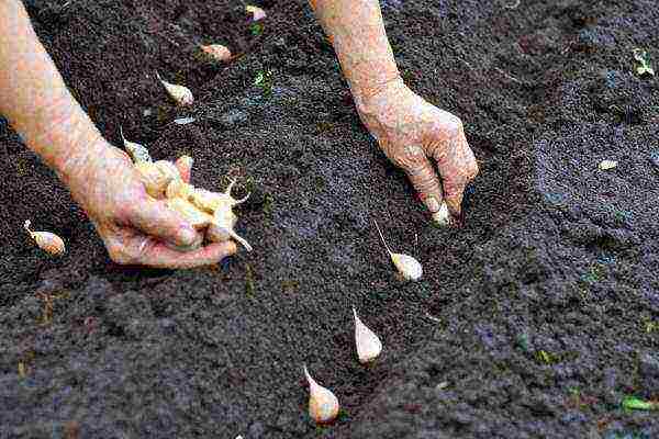 garlic summer planting and care in the open field