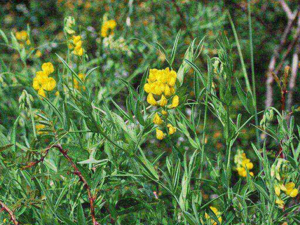 rank long-term planting and care in the open field