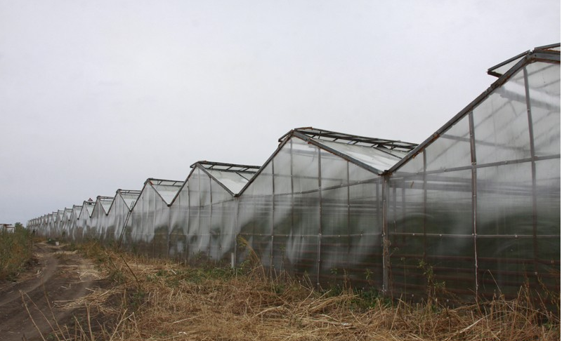 what can be grown in the Urals on an industrial scale