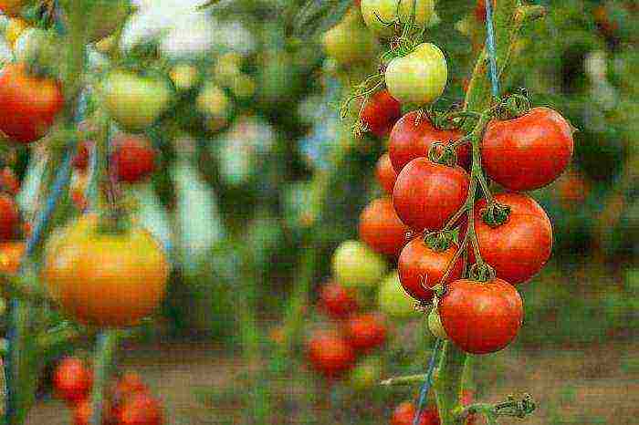 what can be grown in a greenhouse besides tomatoes and cucumbers