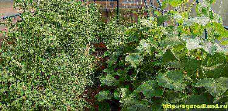 ano ang maaaring itanim sa isang greenhouse bukod sa mga kamatis at pipino